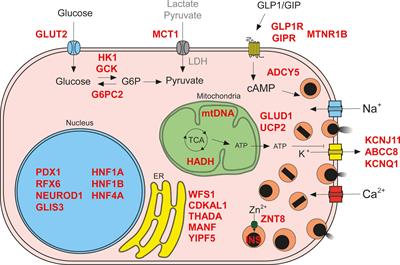 Human Pluripotent Stem Cells to Model Islet Defects in Diabetes